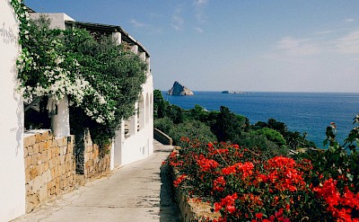 Flowers of the Aeolian Isles, Italy. Unsplash@Giulia Squillace