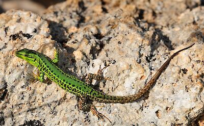 Sicilian Wall Lizard is native to Sicily. CC:Benny Trapp