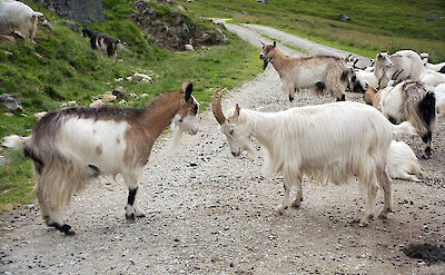 Goats crossing the road in Norway. Photo via Flickr:supervillian