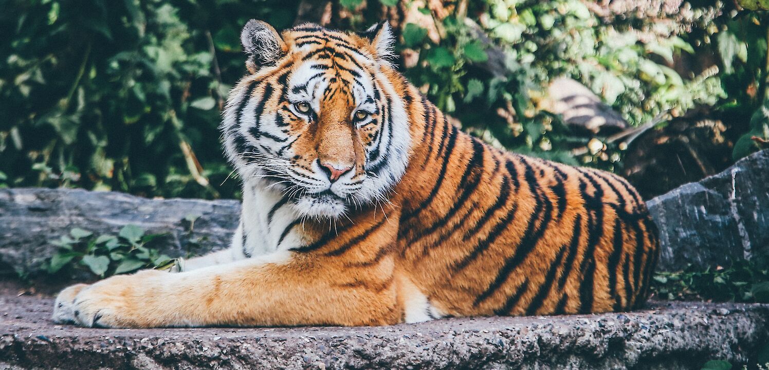 Tiger. Copenhagen, Denmark. Nick Karvounis@Unsplash