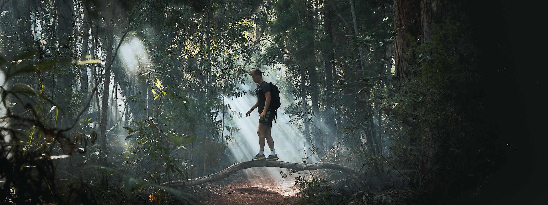 Walking through the jungle, Queensland, Australia. Sandro Antonietti@Unsplash
