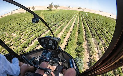 Flying over the vineyards - helicopter view, Barossa Valley, Australia. CC:Barossa Helicopters