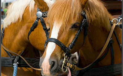 Horses in Weimar. Photo via Flickr:az1172