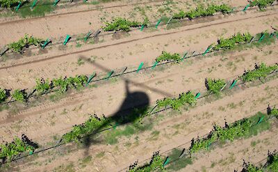 Shadow of the helicopter over the vineyards, Barossa Valley, Australia. CC:Barossa Helicopters