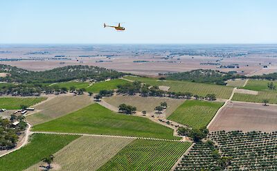 Helicopter soaring over the green vineyards of the Barossa Valley, Australia. CC:Barossa Helicopters