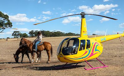 Horses and helicopter, Wheatsheaf Hotel, Barossa Valley, Australia. CC:Barossa Helicopters