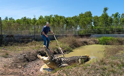Crocodile encounters, Darwin, Australia. CC:Top End Safari Camp