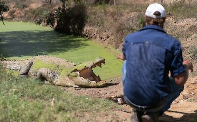 Feeding the rescue crocodile, Darwin, Australia. CC:Top End Safari Camp