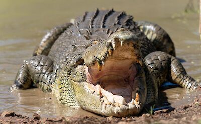 Rescue crocodile, Darwin, Australia. CC:Top End Safari Camp