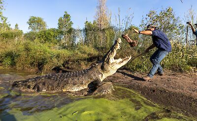 Rescue crocodile feeding, Darwin, Australia. CC:Top End Safari Camp