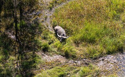 Spotting wild buffalo, Darwin, Australia. CC:Top End Safari Camp
