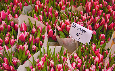 Tulips for sale in Amsterdam. Photo via Flickr:ehtanlindsey