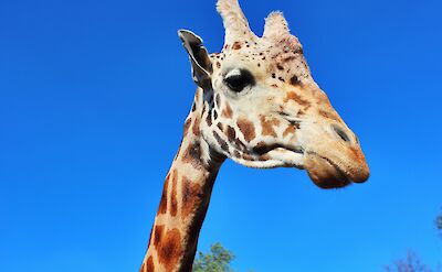 Giraffe head shot at the animal kingdom, Teotihuacan, Mexico. Carlos E Ramirez@Unsplash