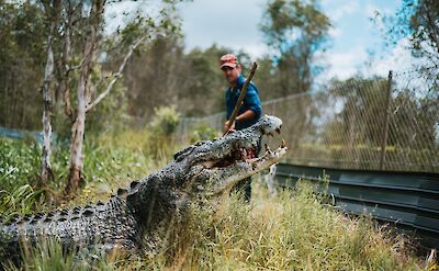 Croc feeding, Darwin, Australia. CC:Top End Safari Camp