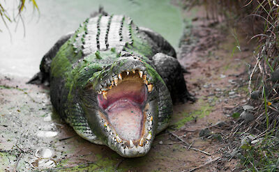 Hungry crocodile, Darwin, Australia. CC:Top End Safari Camp