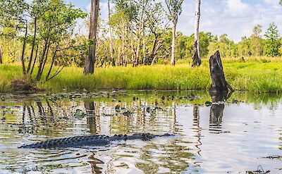 Wild crocodile, Darwin, Australia. CC:Top End Safari Camp