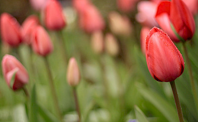 Holland's famous tulips. Photo via Flickr:Waferboard