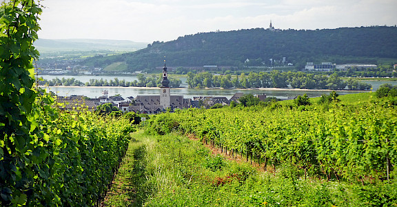 Along the beautiful Rhine River in Rüdesheim, Germany. Flickr:Andrew Gustar