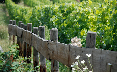 Vineyards in Rüdesheim am Rhein, Germany. Flickr:chico