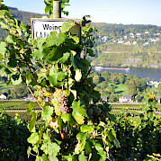 Mainz to Merzig or Merzig to Mainz Photo