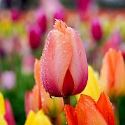 Super Tulip Tour - Dew on multi-colored tulips, Netherlands. Unsplash:Anatol Rurac