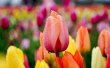 Super Tulip Tour