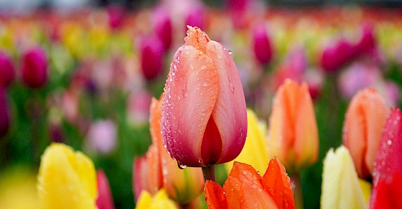 Dew on multi-colored tulips, Netherlands. Unsplash:Anatol Rurac