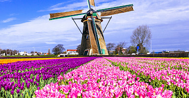 Windmills and tulips are Holland's trademarks! Flickr:Matheus Swanson