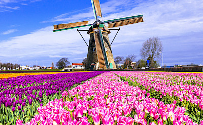 Windmills and tulips are Holland's trademarks! Flickr:Matheus Swanson 52.518979, 4.881363