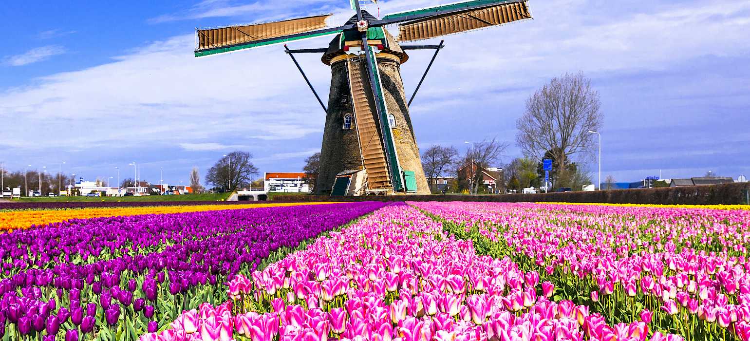 bike tour holland tulips