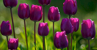 Purple tulips, of course. Flickr:C_osett