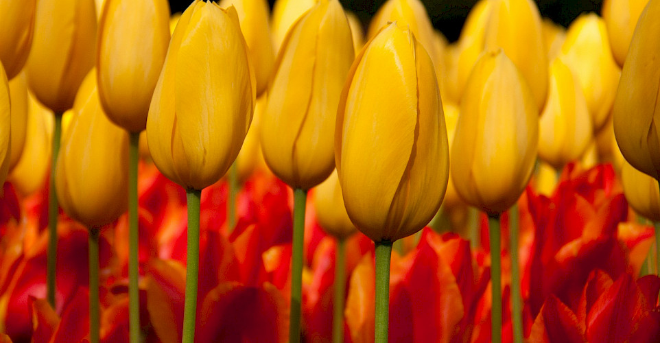 Plenty of tulips at the Keukenhof, near Lisse, South Holland. Flickr:Hans Splinter 52.269444, 4.548377