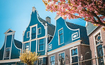 Blue houses and a blossom tree, Zaanse Schans, Netherlands. Unsplash:Janosch Diggelmann