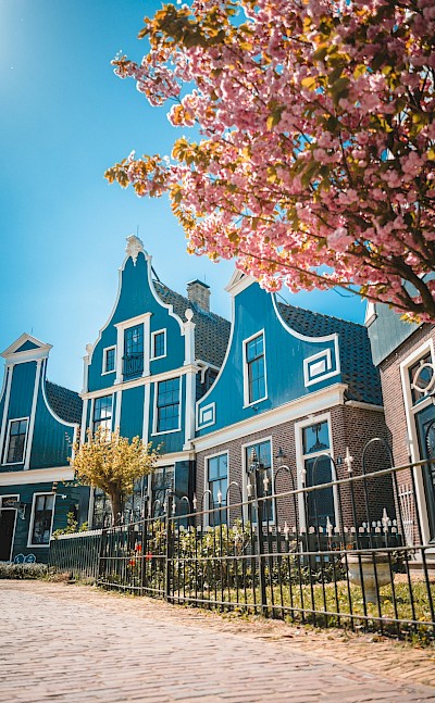 Blue houses and a blossom tree, Zaanse Schans, Netherlands. Unsplash:Janosch Diggelmann