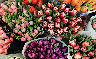 Bouquets of tulips, Netherlands. Unsplash:Anastasiia Vedmedenko