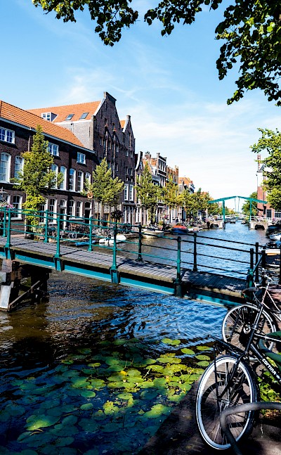 Lilypads in Leiden, Netherlands. Unsplash:Frederic Paulussen