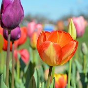 Tulip Tour - 7 day - Multi-colored tulips under blue skies, Netherlands. Unsplash:Amit Godase