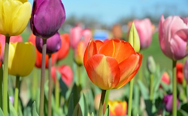 Tulip Tour - 7 day