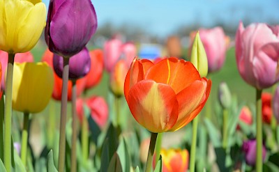 Multi-colored tulips under blue skies, Netherlands. Unsplash:Amit Godase