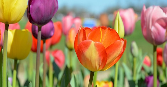 Multi-colored tulips under blue skies, Netherlands. Unsplash:Amit Godase