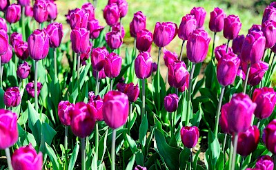 Patch of purple tulips, Netherlands. Unsplash:P Mantha
