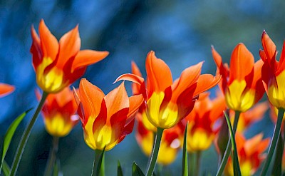 Pointy multi-colored tulips, Netherlands. Unsplash:Yoksel Zok
