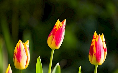 Pointy red and yellow tulips, Netherlands. Unsplash:Georg Eiermann