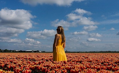 Posing in a field of tulips, Netherlands. Unsplash:Alexey Komissarov