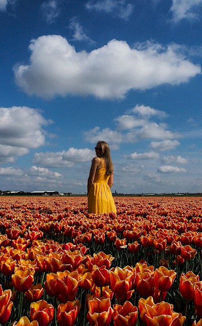 Posing in a field of tulips, Netherlands. Unsplash:Alexey Komissarov