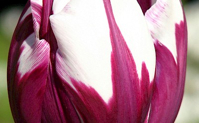 Purple and white tulip, Netherlands. Unsplash:Lisa Yount