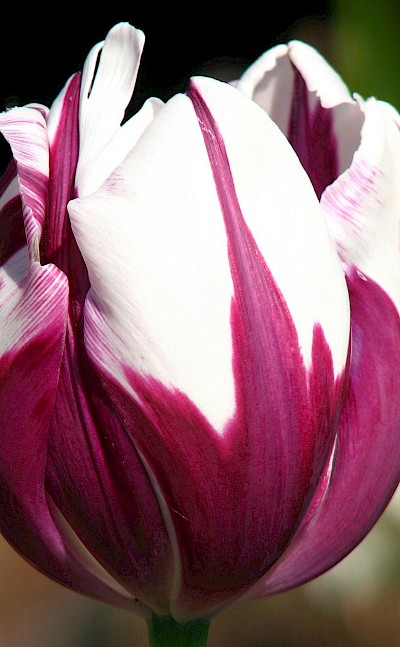 Purple and white tulip, Netherlands. Unsplash:Lisa Yount