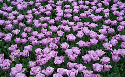 Purple tulips, Netherlands. Unsplash:J Dean