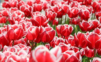 Red and white tulips, Netherlands. Unsplash:Niels Bosman