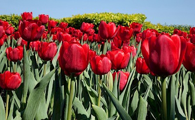 Red tulips, Netherlands. Unsplash:Arthur Tseng